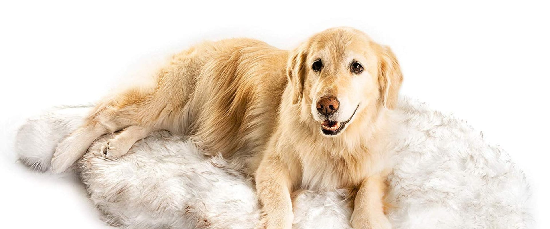 Are Orthopedic Dog Beds Good for Your Furry Friend?