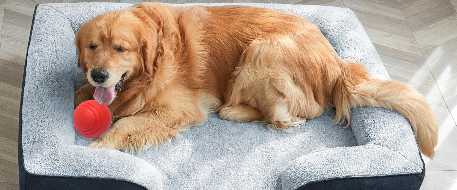 Are Orthopedic Dog Beds Worth It?
