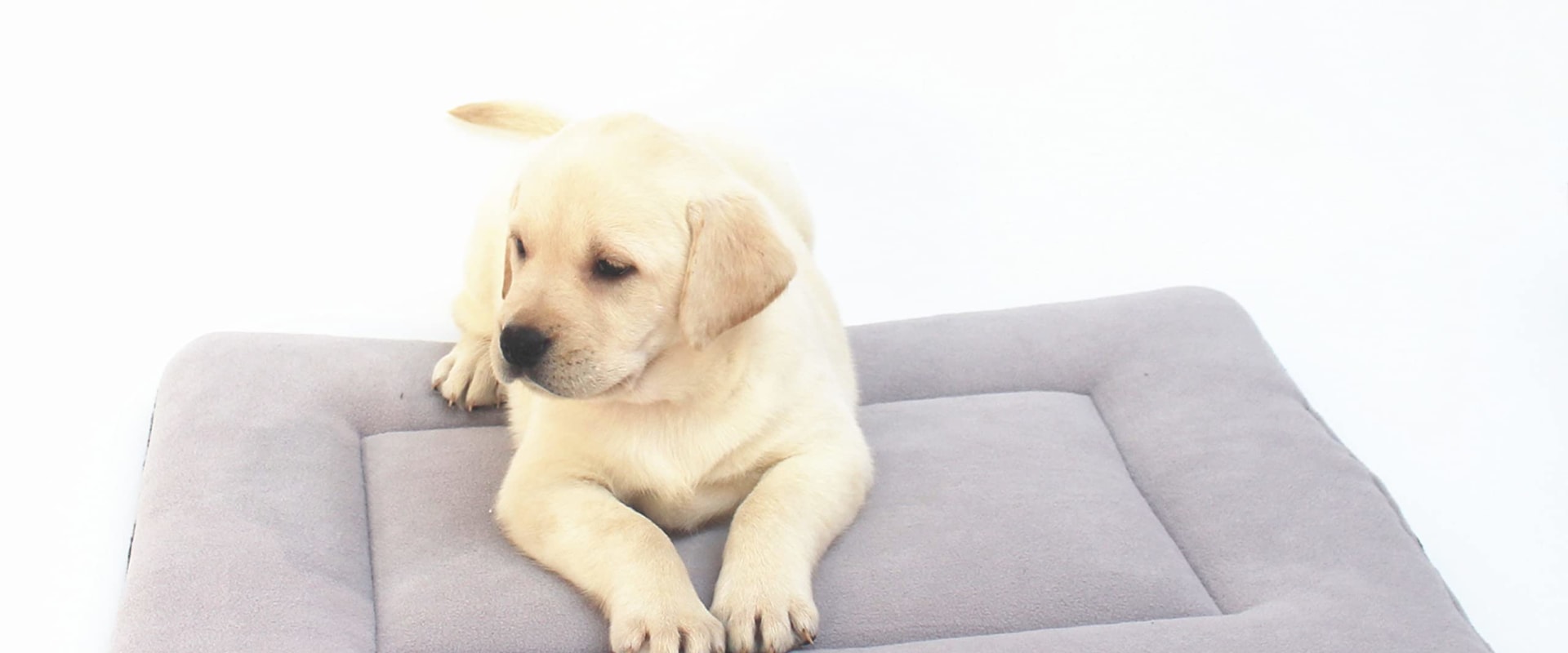 Can Orthopedic Pet Beds be Used in Crates or Carriers?