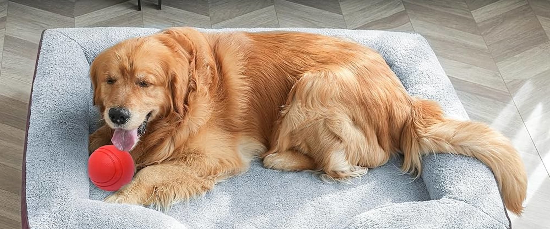 The Benefits of an Orthopedic Dog Bed