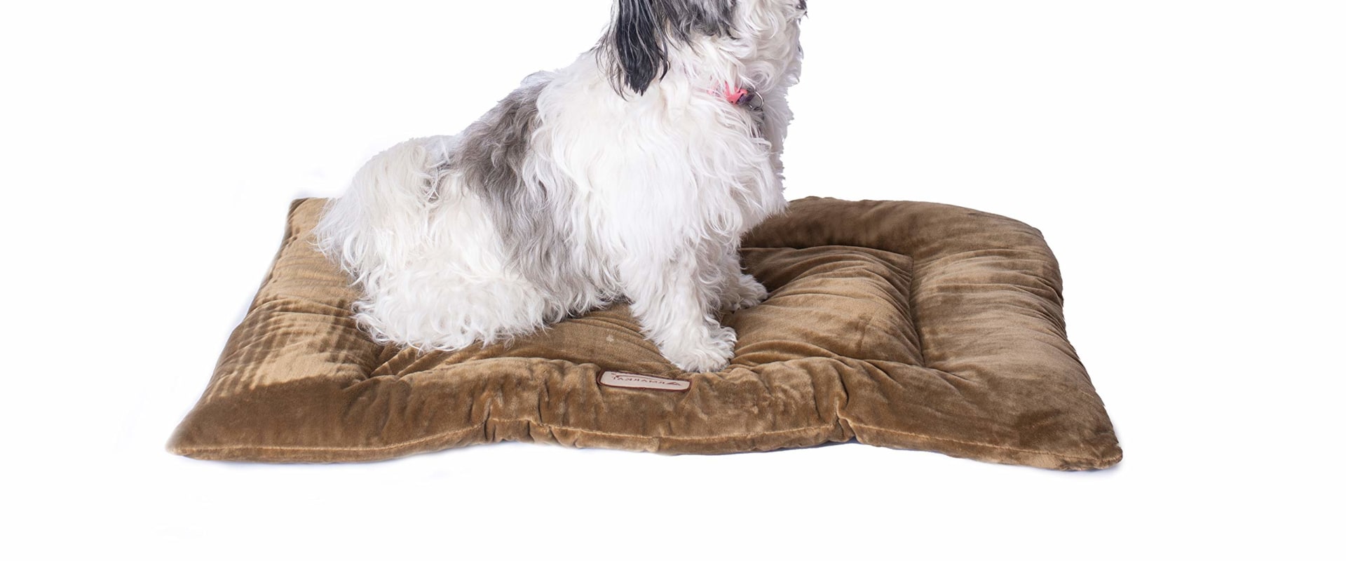 Is an Orthopedic Pet Bed Right for Your Pet?