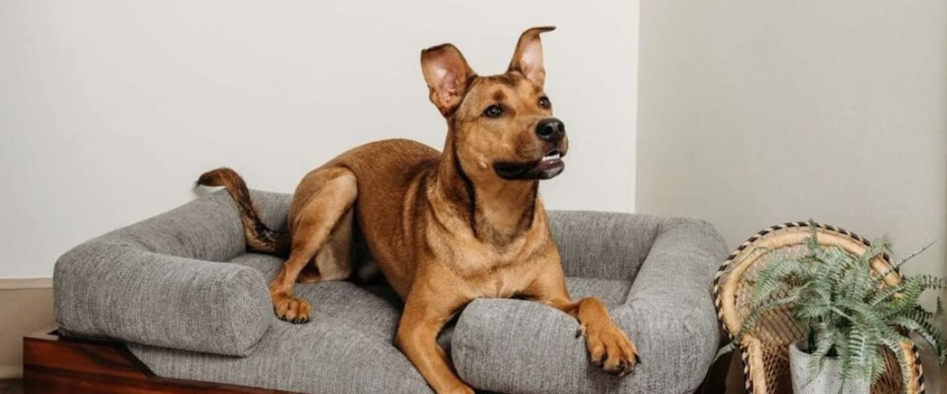 Orthopedic Pet Beds: What Special Features Do They Have?
