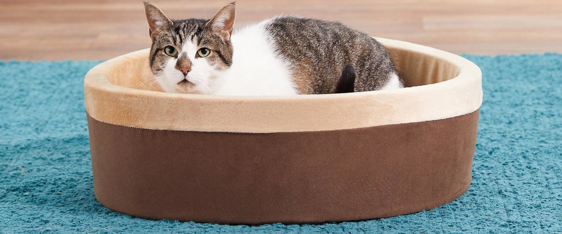 Can Orthopedic Pet Beds Help with Arthritis in Pets?
