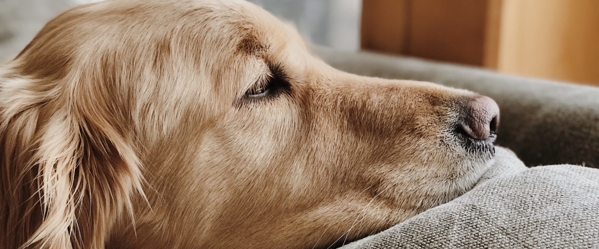 Ease Your Senior Dog's Discomfort: The Benefits of a TopDogBed Orthopedic Pet Beds
