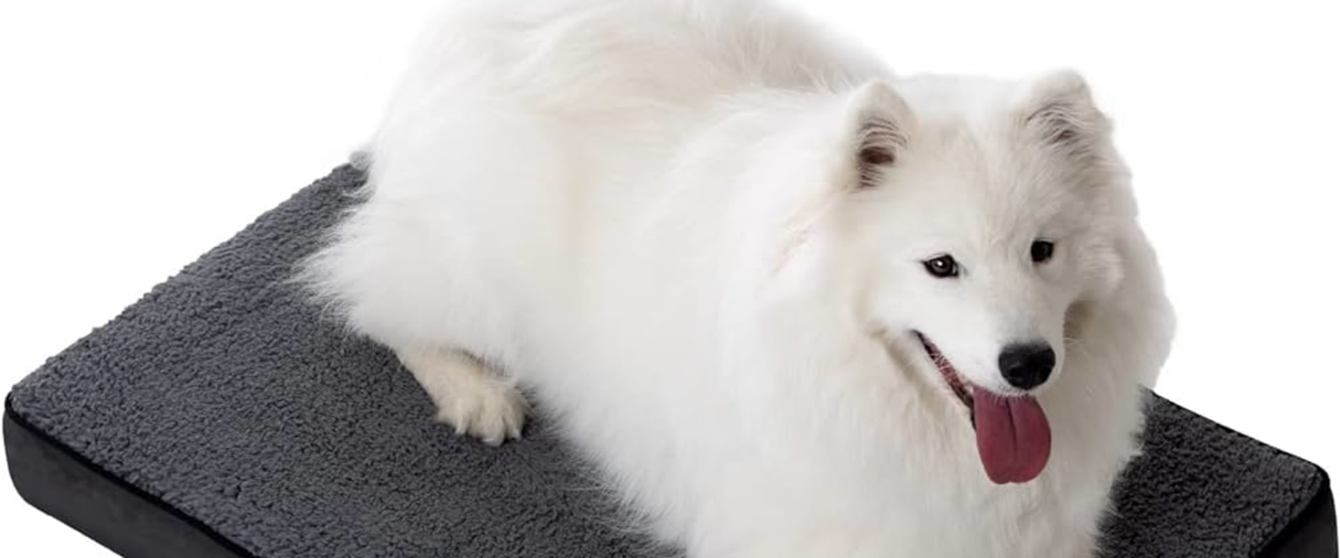 Can Orthopedic Pet Beds Help Pets Recovering from Surgery or Injuries?