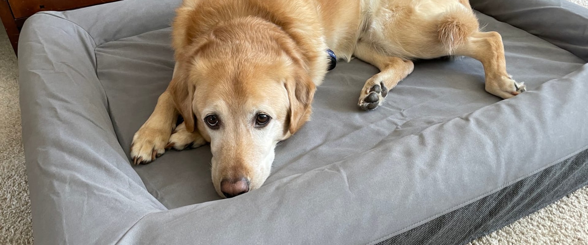 Are Pet Beds Safe? A Guide for Pet Owners