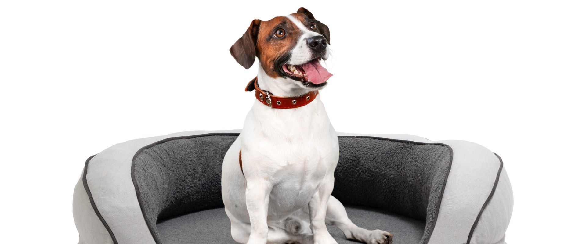Do Orthopedic Pet Beds Come With a Warranty?