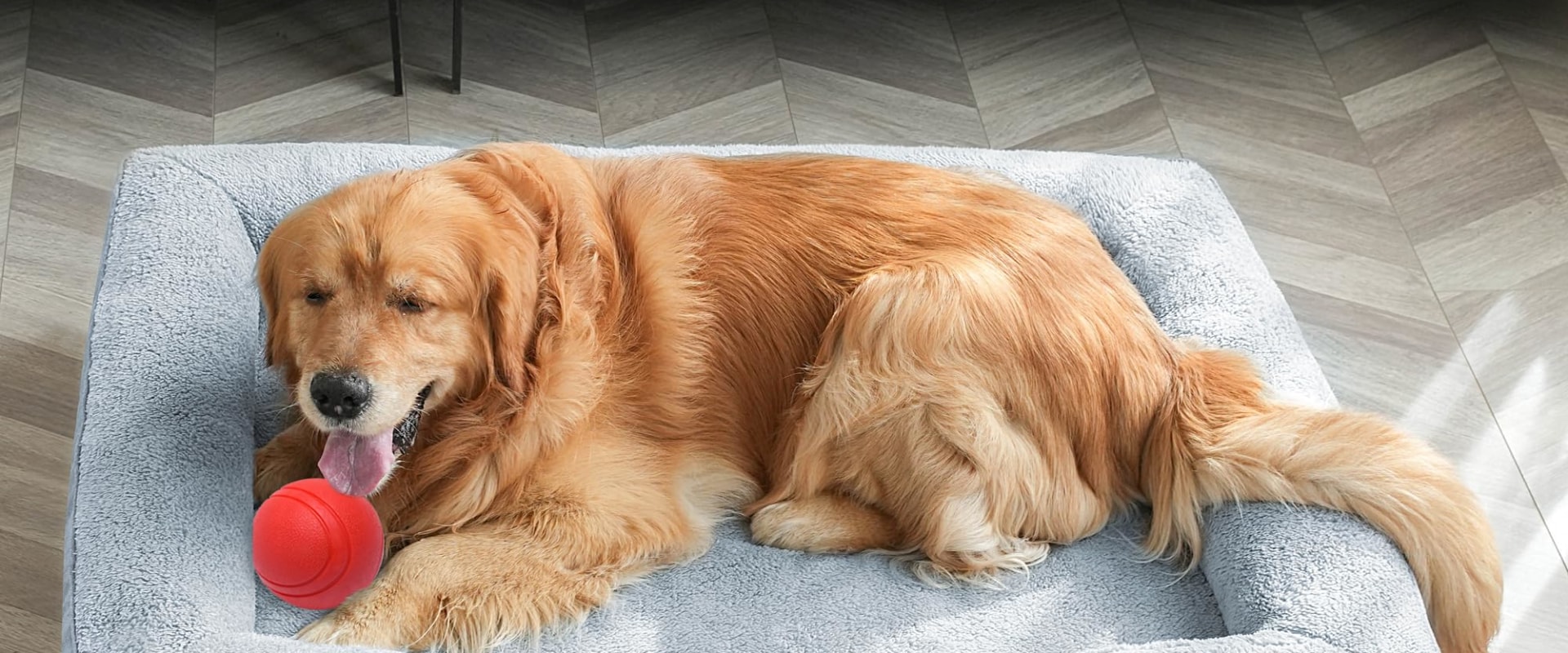 Do orthopedic dog beds make a difference?