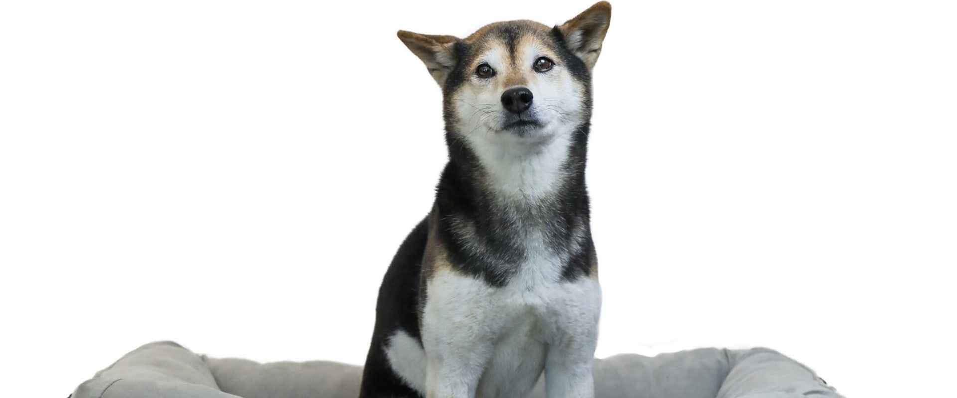 Are There Any Age Restrictions for Using an Orthopedic Pet Bed?