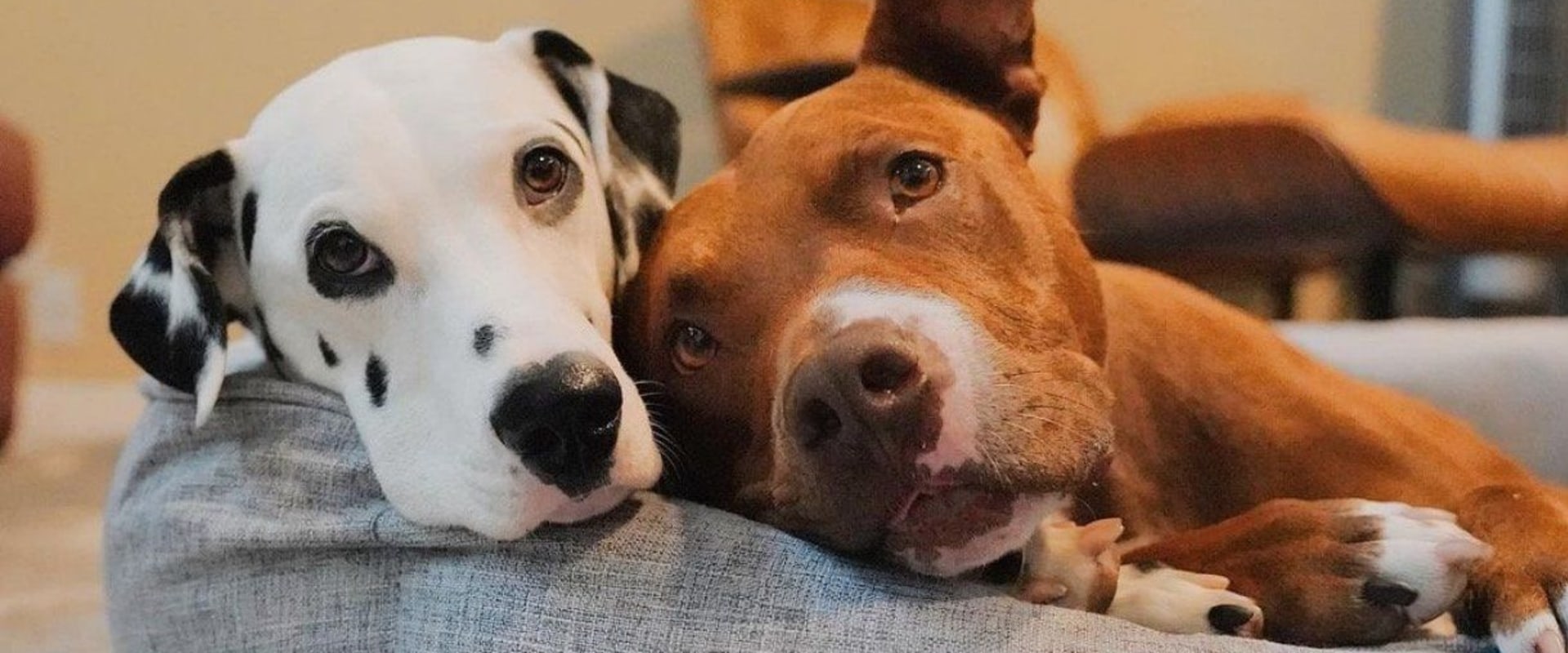 Can Orthopedic Pet Beds Help Pets with Back Problems?
