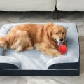 Are Orthopedic Dog Beds Worth It?