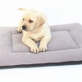 Can Orthopedic Pet Beds be Used in Crates or Carriers?