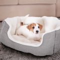 Are Orthopedic Pet Beds Easy to Clean?