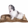 Is an Orthopedic Pet Bed Right for Your Pet?