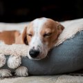 Alternatives to Orthopedic Pet Beds for Pets with Joint Pain