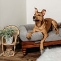 Orthopedic Pet Beds: What Special Features Do They Have?