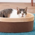 Can Orthopedic Pet Beds Help with Arthritis in Pets?