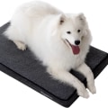 Can Orthopedic Pet Beds Help Pets Recovering from Surgery or Injuries?