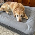 Are Pet Beds Safe? A Guide for Pet Owners