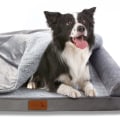 The Benefits of an Orthopedic Bed for Dogs