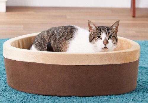 Can Orthopedic Pet Beds Be Used for Cats and Dogs?