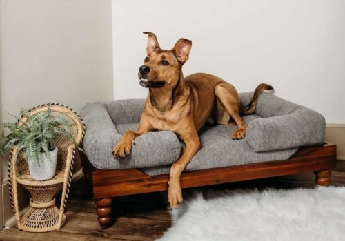 Orthopedic Pet Beds: What Special Features Do They Have?
