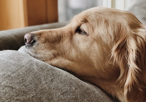 Ease Your Senior Dog's Discomfort: The Benefits of a TopDogBed Orthopedic Pet Beds