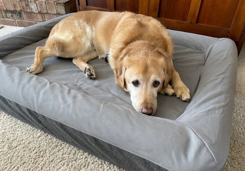 Are Pet Beds Safe? A Guide for Pet Owners