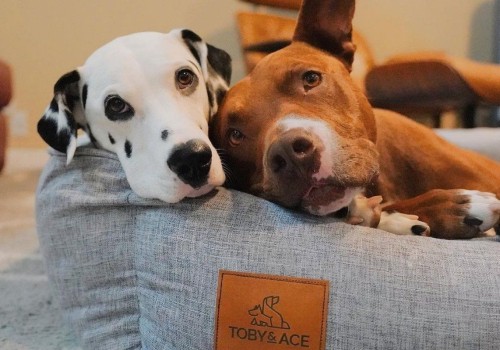 Can Orthopedic Pet Beds Help Pets with Back Problems?